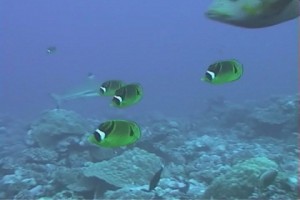 Tauchen auf Bora Bora - Schmetterlingsfische